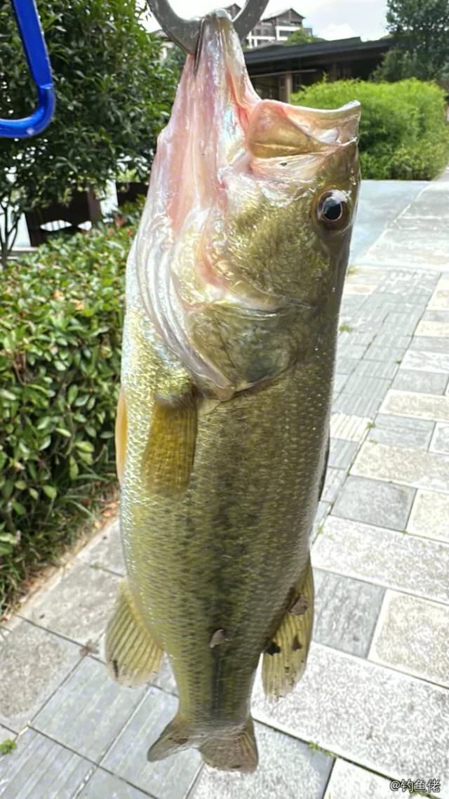 大口黑鲈钓获 0.3kg