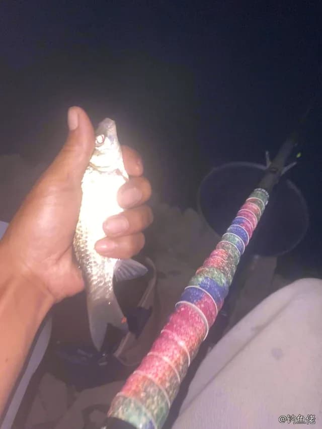 鲫鱼钓获 1.3kg