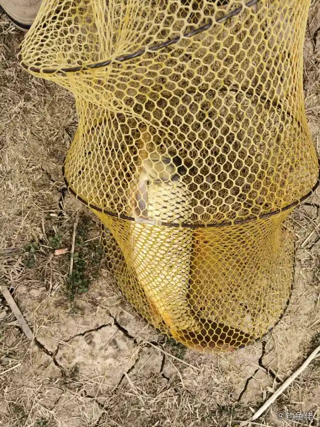 鲤鱼钓获 3.3kg