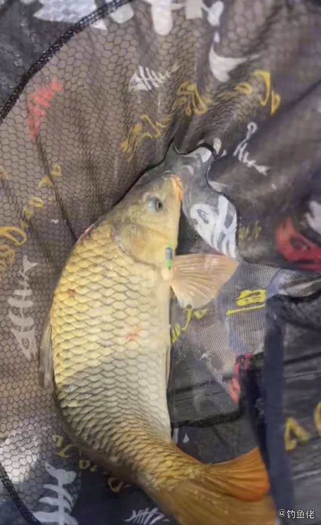 鲤鱼钓获 3.4kg