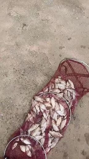 鲫鱼钓获 0.3kg