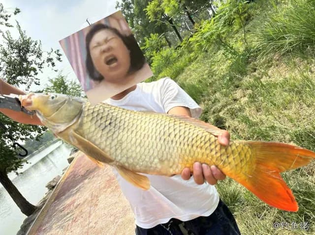 鲤鱼钓获 5.2kg