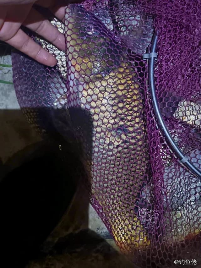 鲤鱼钓获 2.5kg
