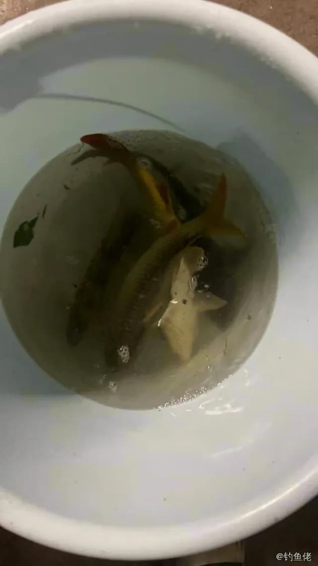 锦鲤钓获 4kg