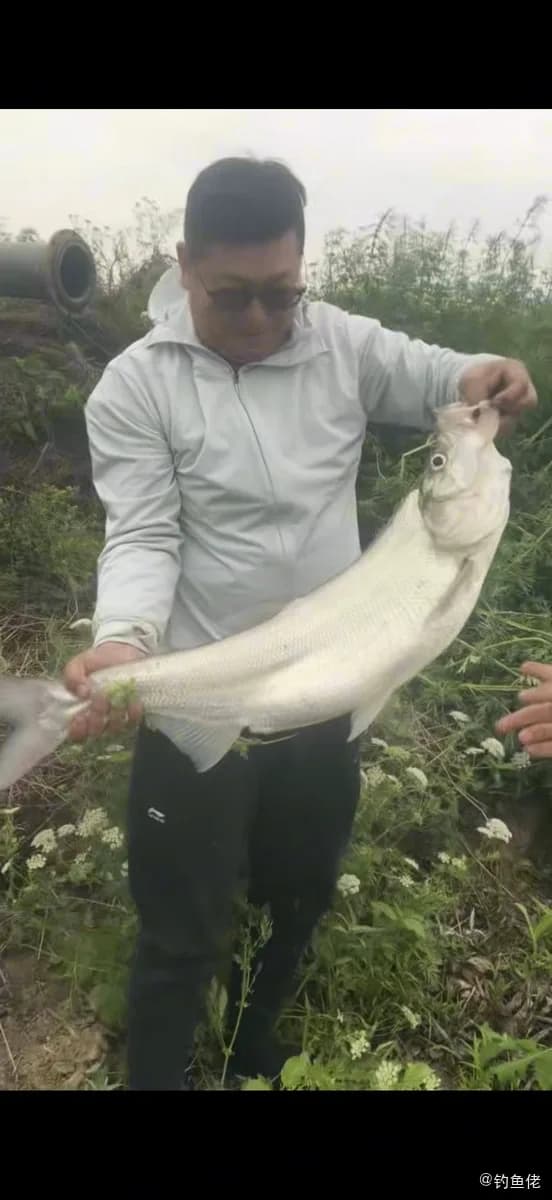 翘嘴鲌钓获 5.2kg