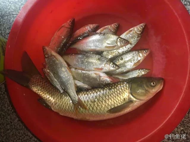 草鱼钓获 2.8kg