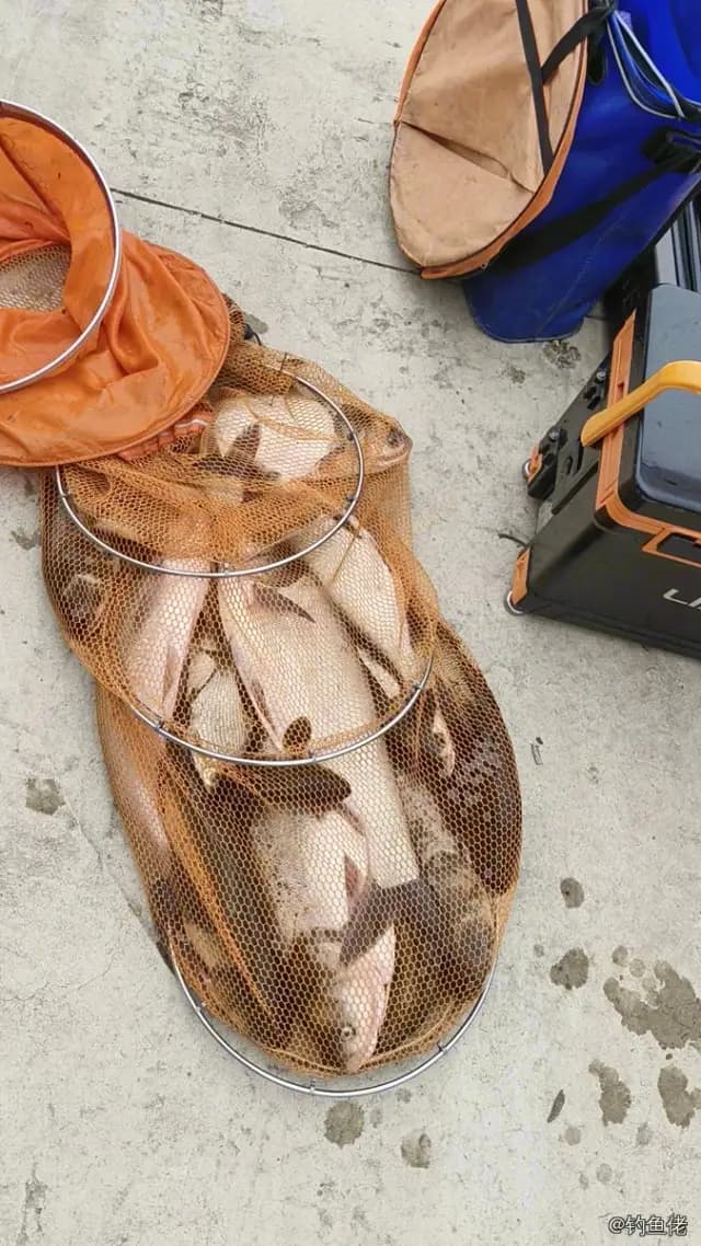 草鱼钓获 13.5kg