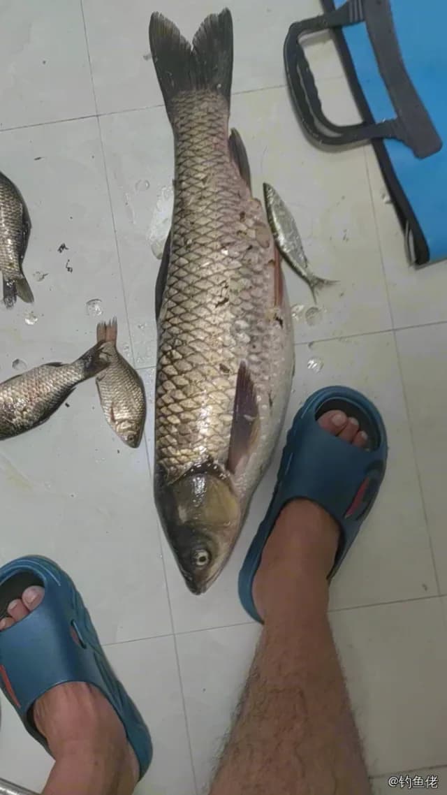 草鱼钓获 4.5kg