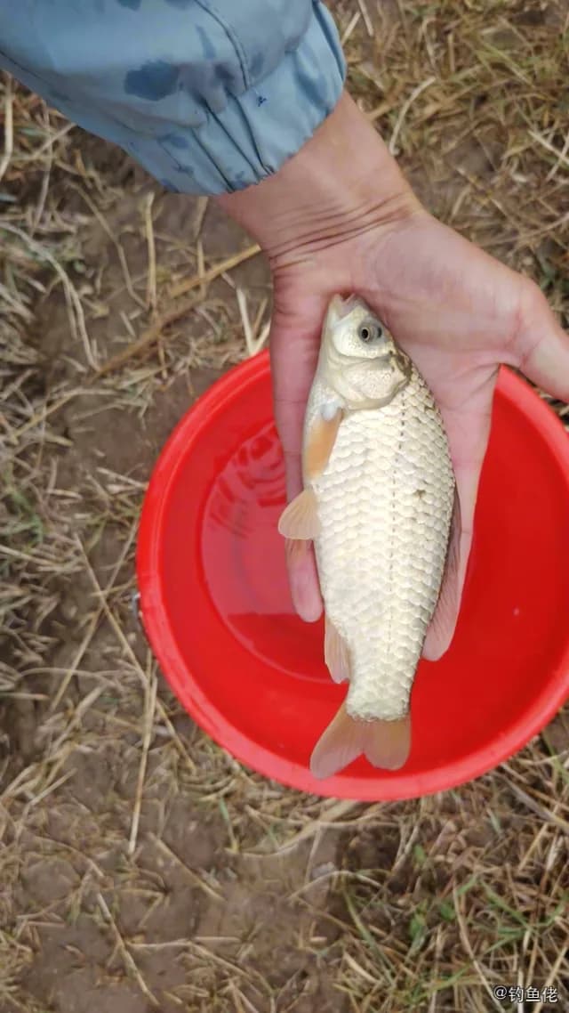 鲫鱼钓获 0.45kg
