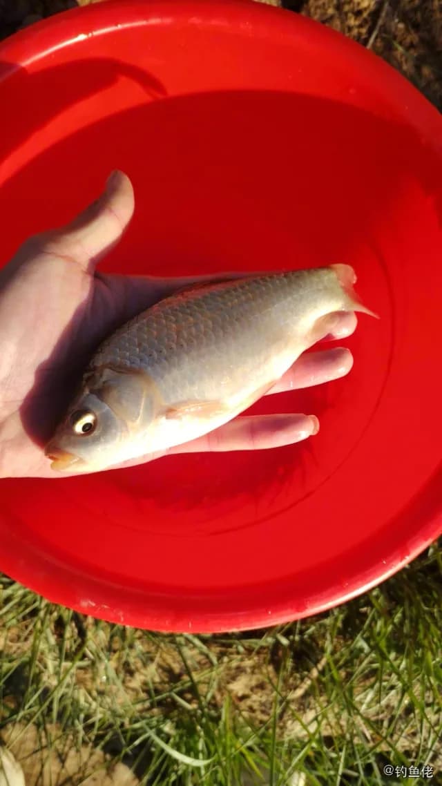 鲫鱼钓获 0.15kg