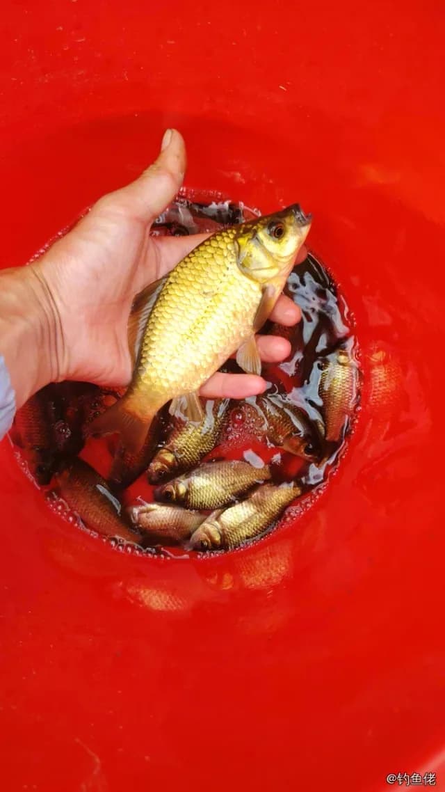 鲫鱼钓获 0.45kg