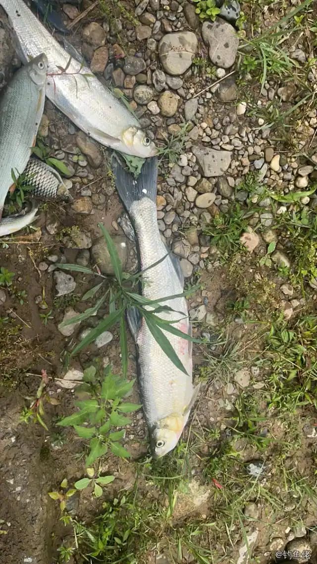 翘嘴鲌钓获 8kg