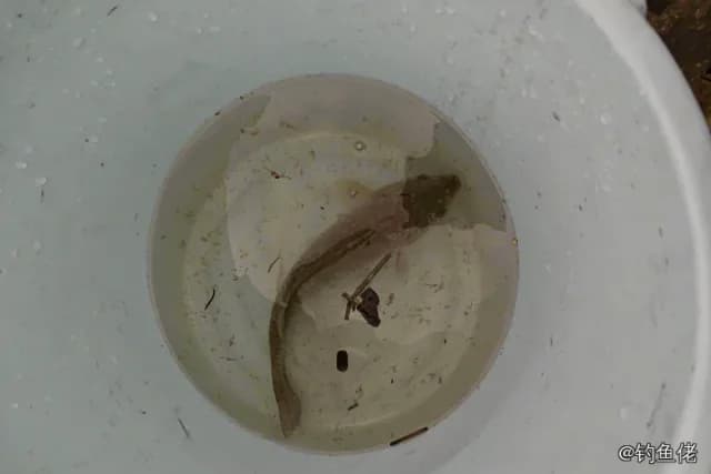 鲫鱼钓获 0.7kg