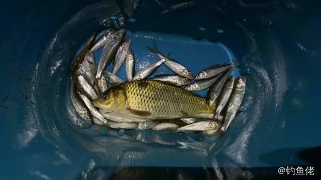 唇䱻钓获 1kg