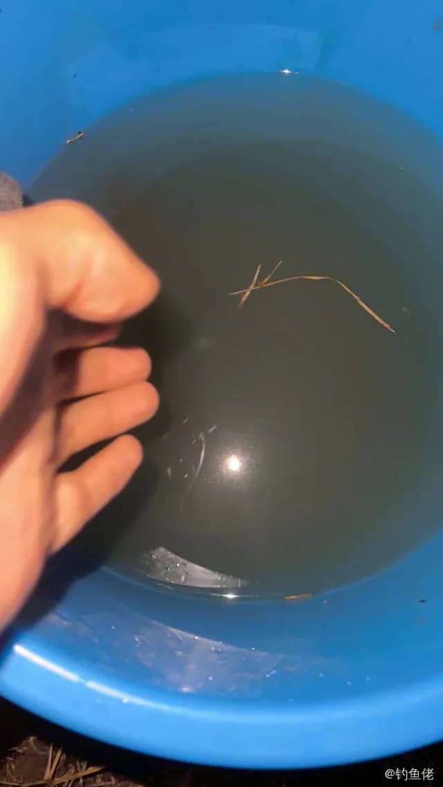 翘嘴鲌钓获 0.2kg