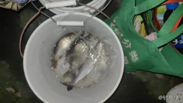 银鲳钓获 0.3kg