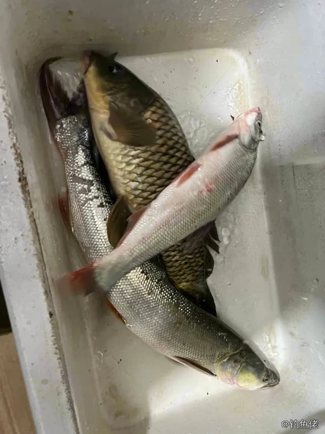 红鳍鲌钓获 0.7kg