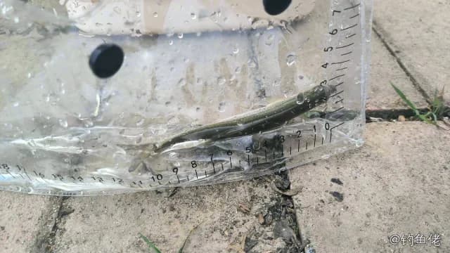 白条钓获 1kg