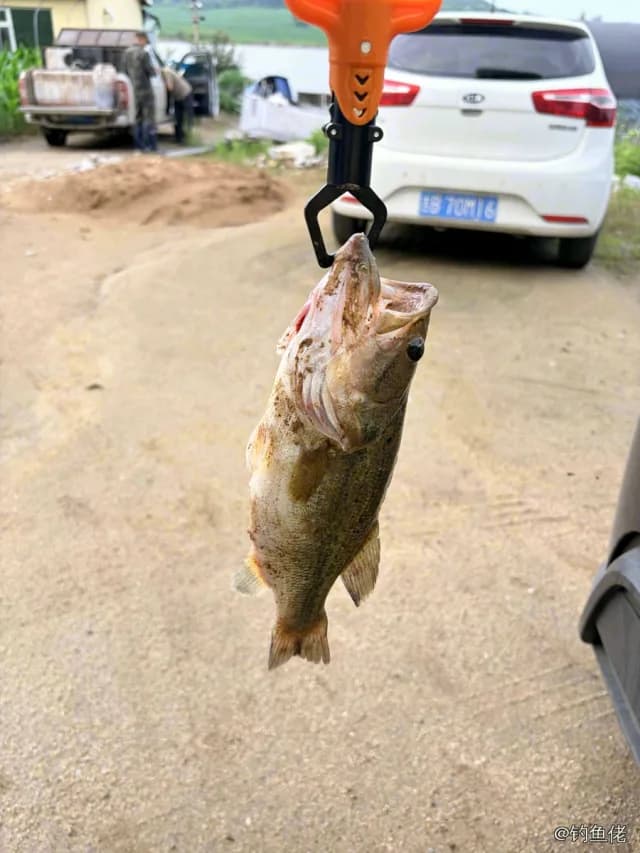 大口黑鲈钓获 1.01kg