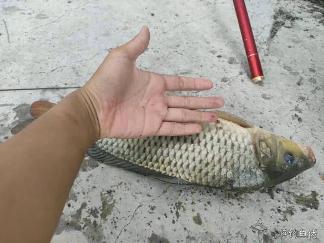 鲤鱼钓获 1.6kg