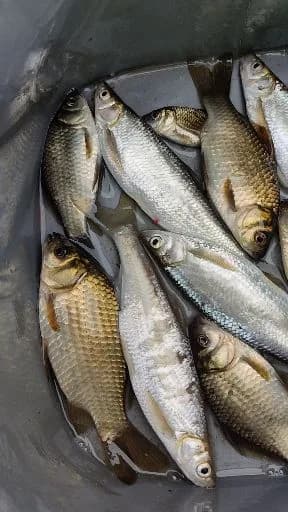 鲫鱼钓获 0.45kg