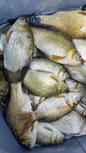 鲫鱼钓获 0.45kg