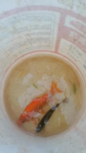 鲫鱼钓获 0.2kg