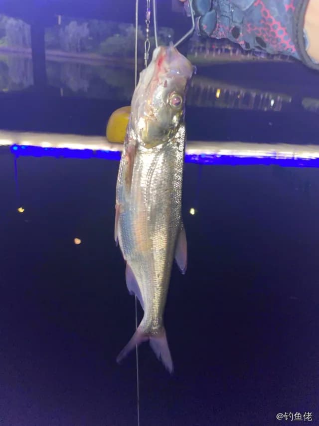 翘嘴鲌钓获 1kg