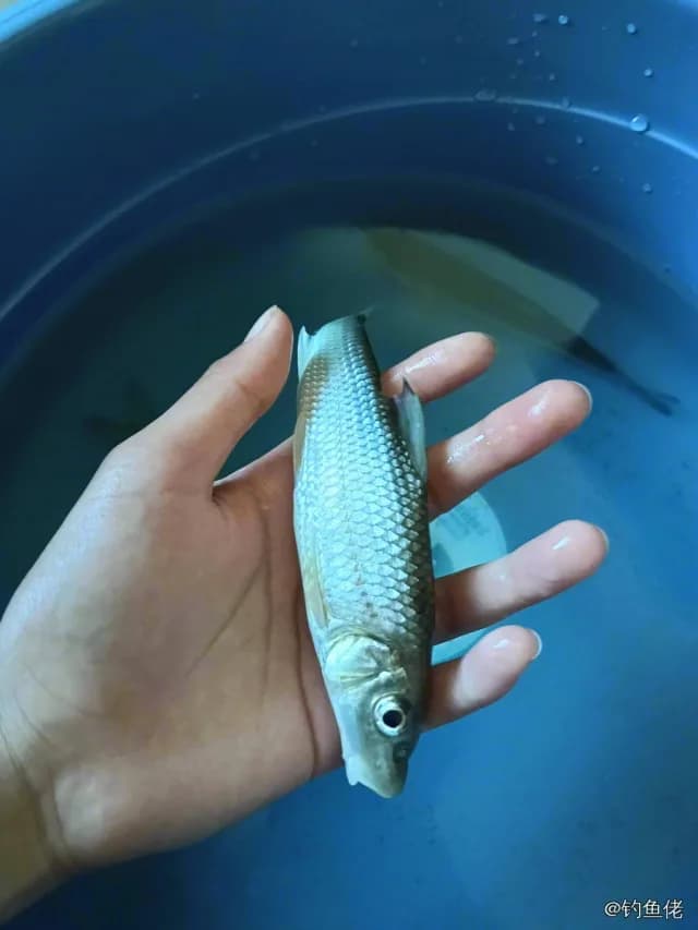 唇䱻钓获 1kg