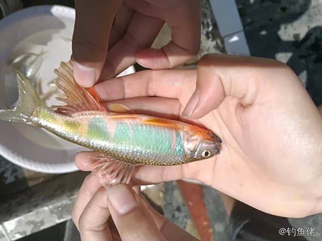 宽鳍鱲钓获 0.01kg