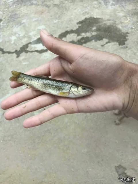 尖头大吻鱥钓获 0.1kg