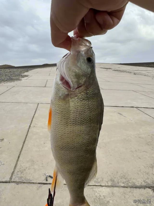 河鲈钓获 1kg