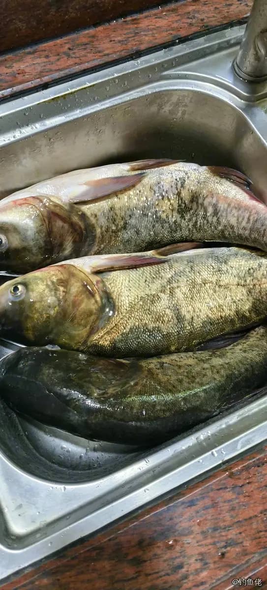 鳙鱼钓获 3.3kg