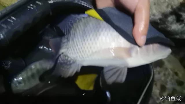 尼罗非鲫钓获 1.5kg