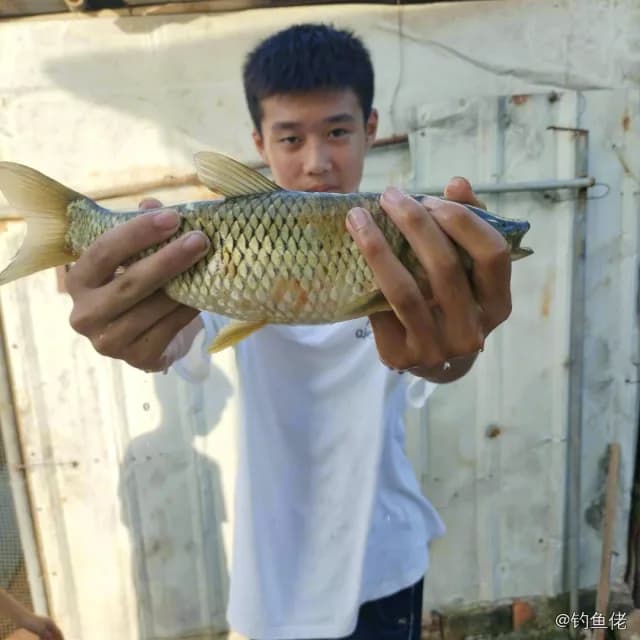 草鱼钓获 0.9kg