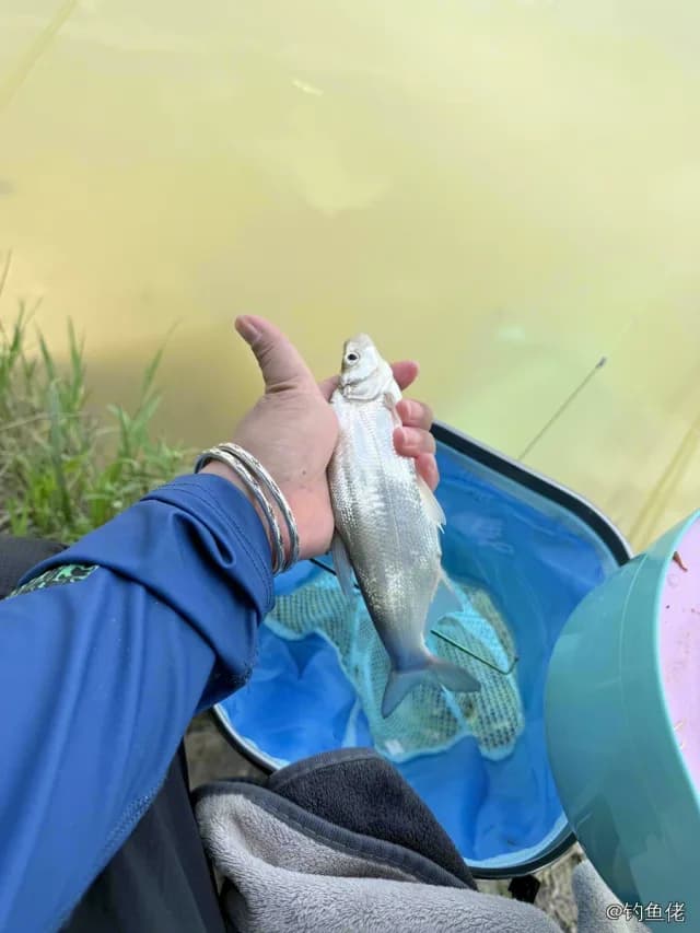 翘嘴鲌钓获 1kg
