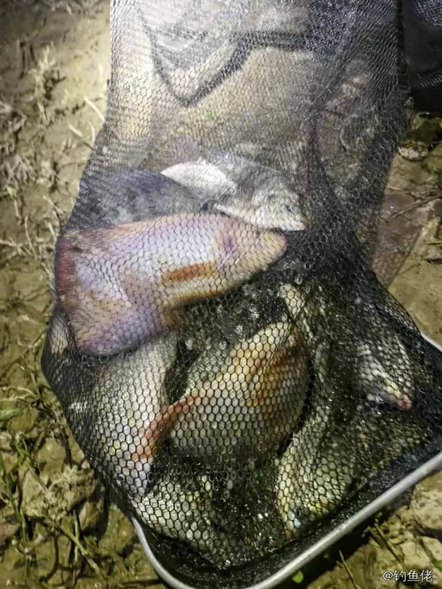 尼罗非鲫钓获 1.5kg