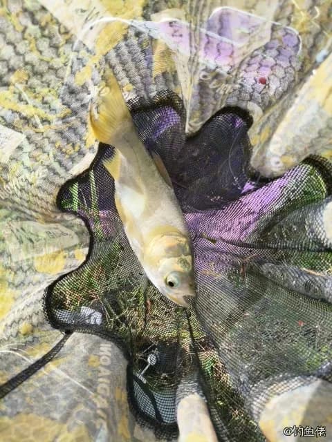 鳙鱼钓获 0.5kg