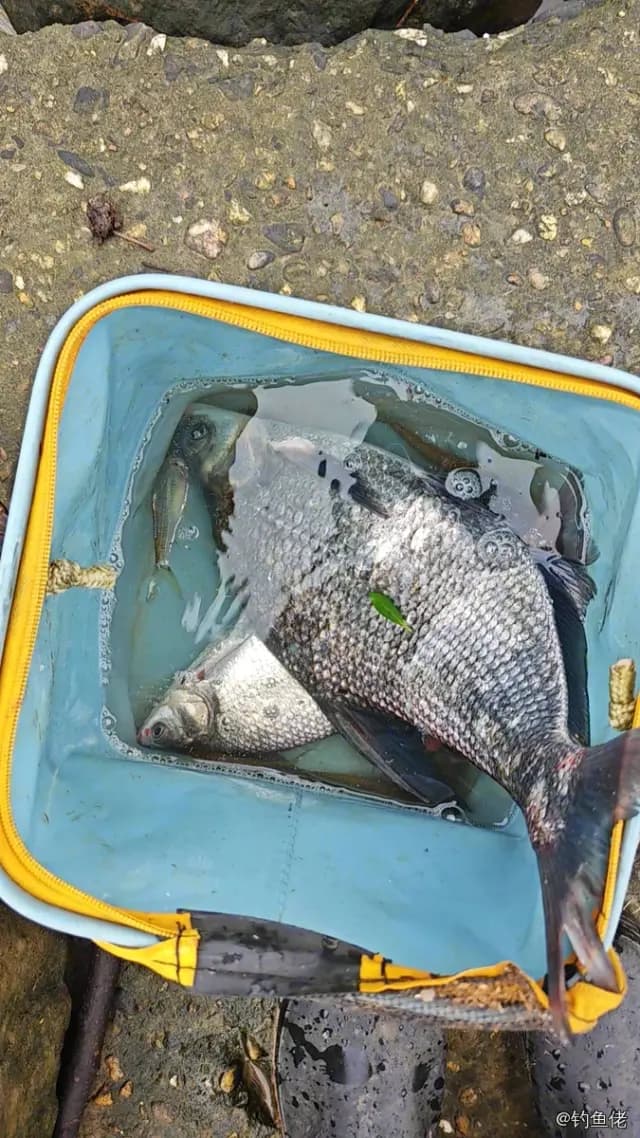 团头鲂钓获 0.9kg