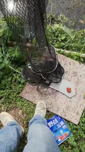 主刺盖鱼钓获 0.16kg