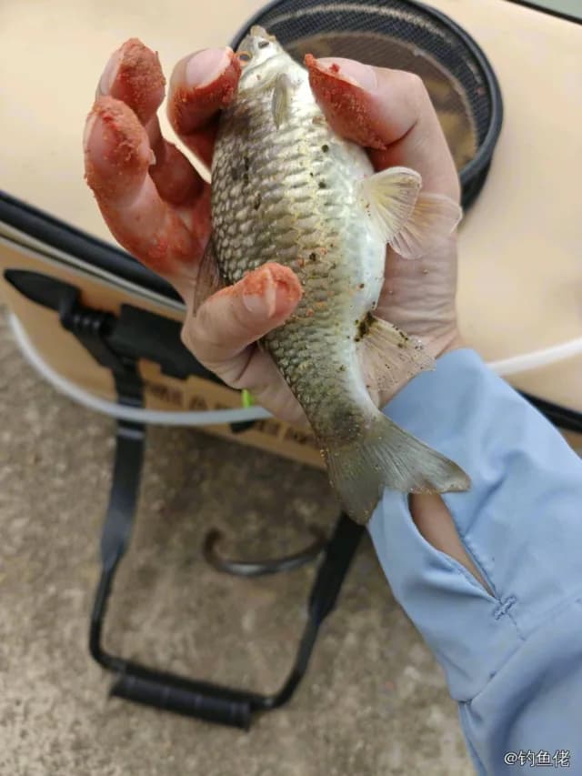 波纹唇鱼钓获 0.1kg