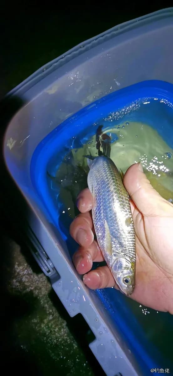白条钓获 0.15kg