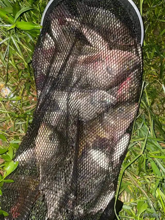 尼罗非鲫钓获 1.5kg