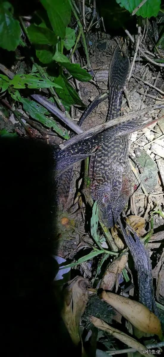野翼甲鲇(清道夫)钓获 0.25kg