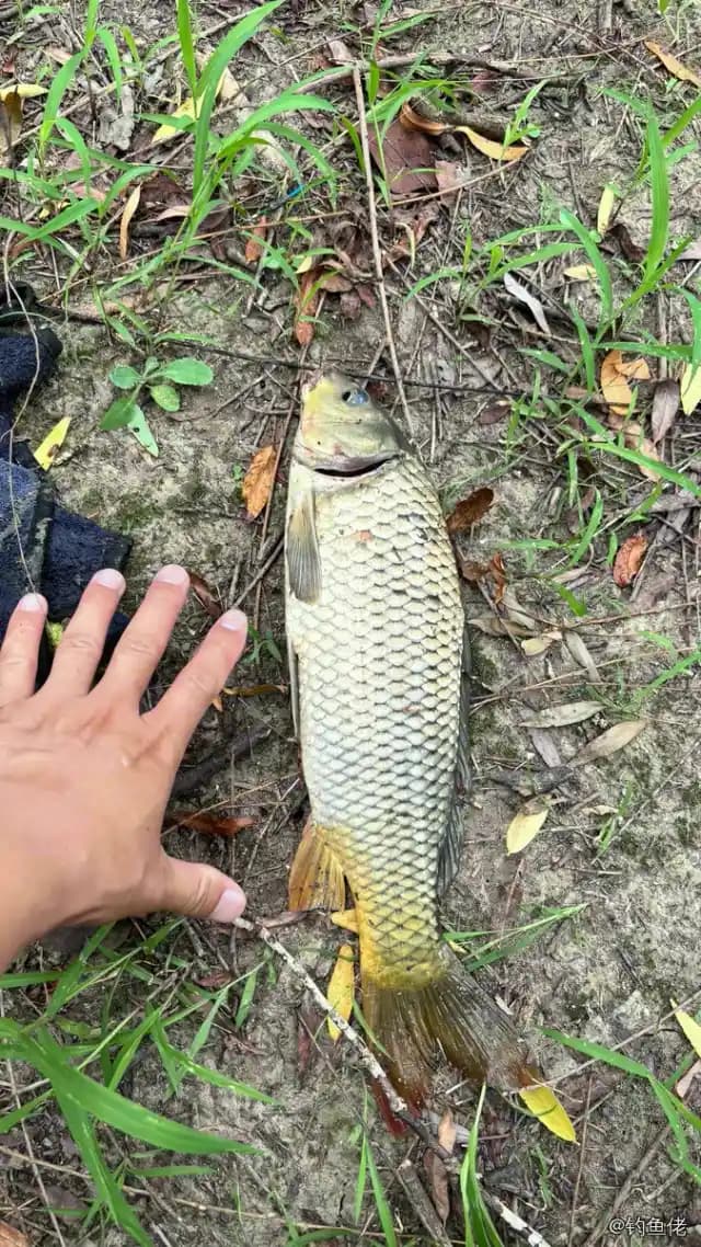鲤鱼钓获 4kg