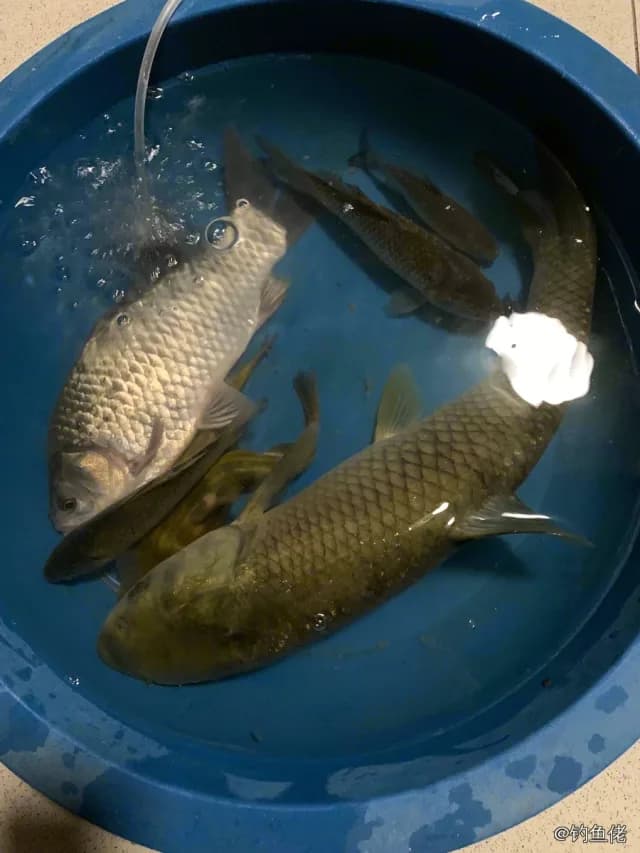 草鱼钓获 2.5kg