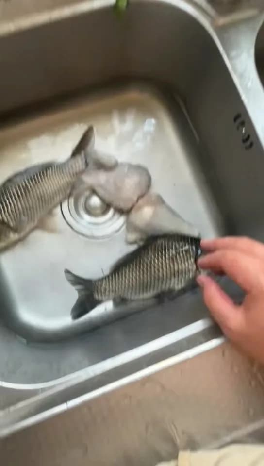 鲫鱼钓获 1.3kg