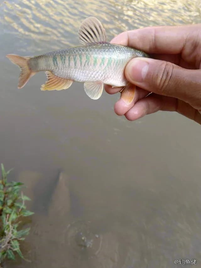 马口鱼钓获 0.2kg