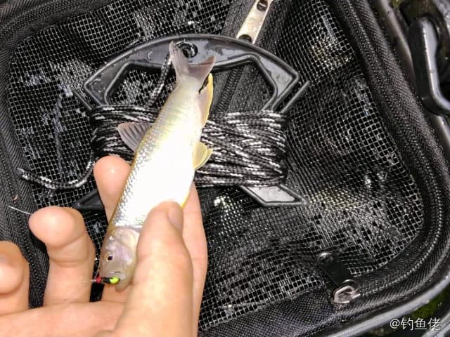 马口鱼钓获 0.2kg