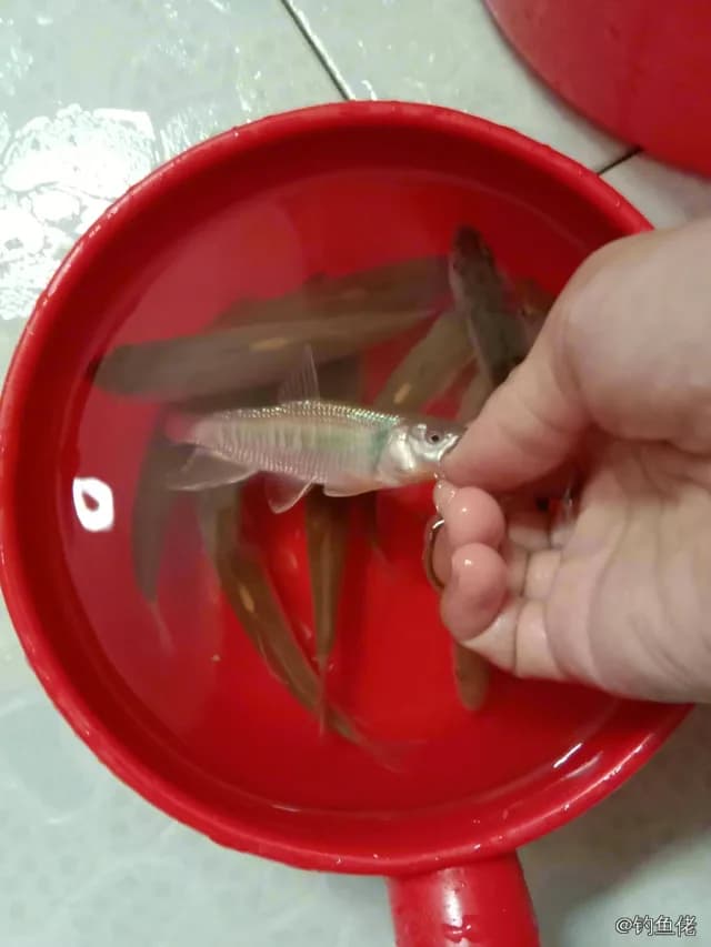 马口鱼钓获 0.4kg
